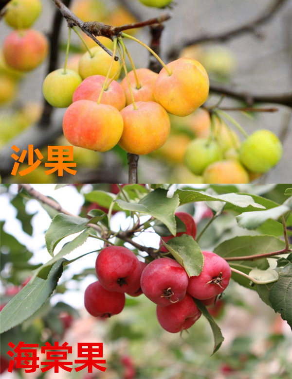 沙果和海棠果的區(qū)別 沙果和海棠果相似卻不同類