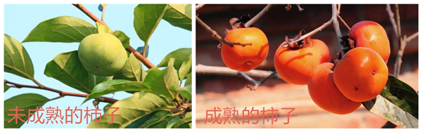 變色的水果 水果為什么會變色