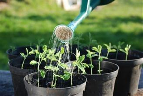 杈杷果怎么種植?杈杷果盆栽種植技術(注意事項)