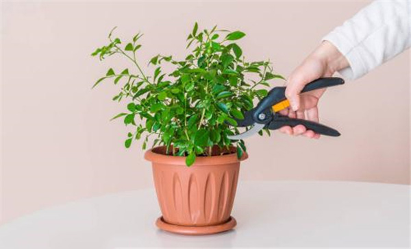 杈杷果怎么種植?杈杷果盆栽種植技術(注意事項)