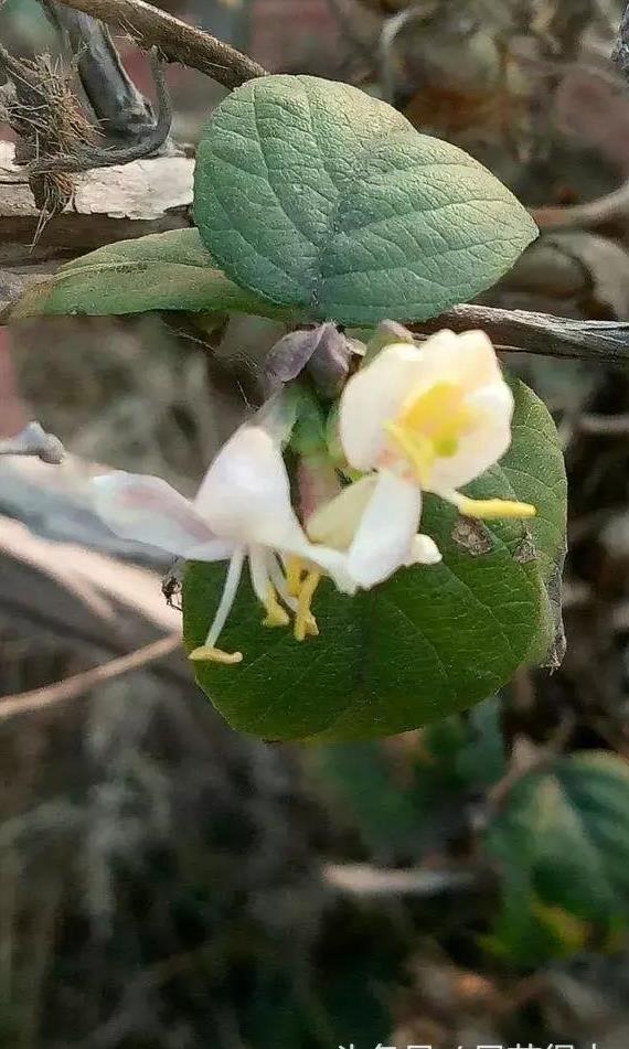 杈杷果圖片 杈杷果樹圖片 杈杷果種植圖片