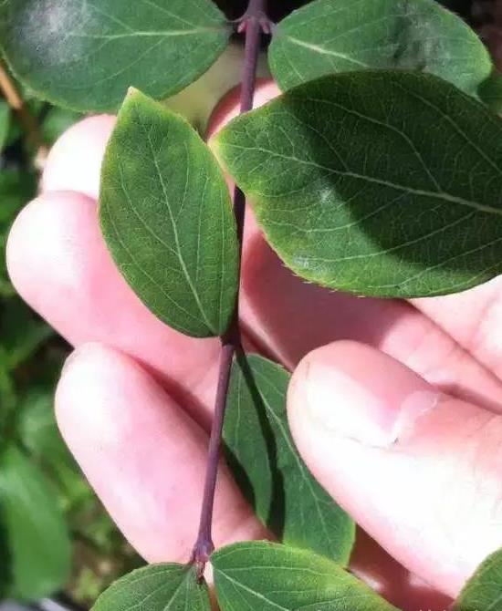 杈杷果圖片 杈杷果樹圖片 杈杷果種植圖片