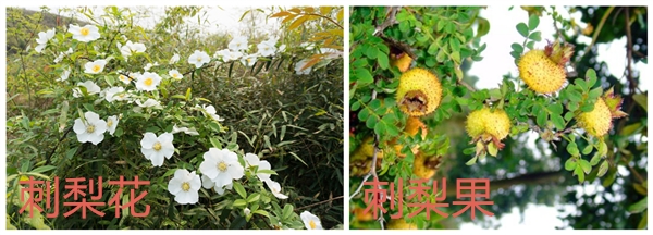 刺梨圖片 刺梨花圖片 野生刺梨圖片