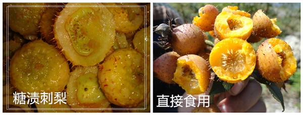 刺梨圖片 刺梨花圖片 野生刺梨圖片