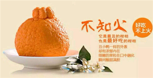 丑橘多少錢一斤 丑橘的價格是多少