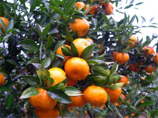 砂糖橘幾月開花結果 砂糖橘開花結果圖片 砂糖橘的食用小技巧