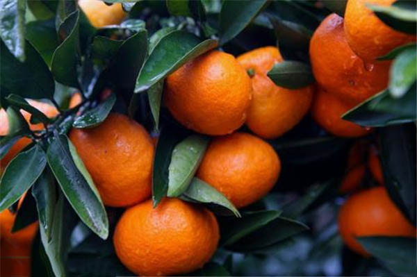 砂糖橘幾月開花結果 砂糖橘開花結果圖片 砂糖橘的食用小技巧