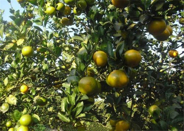 砂糖橘幾月開花結果 砂糖橘開花結果圖片 砂糖橘的食用小技巧