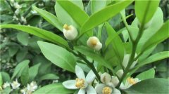 砂糖橘幾月開花結果 砂糖橘開花結果圖片 砂糖橘的食用小技巧