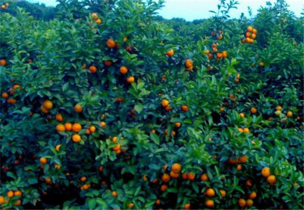 砂糖橘幾月開花結果 砂糖橘開花結果圖片 砂糖橘的食用小技巧