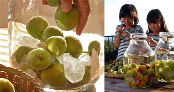 青梅泡酒致癌真的假的 青梅泡酒能食用嗎