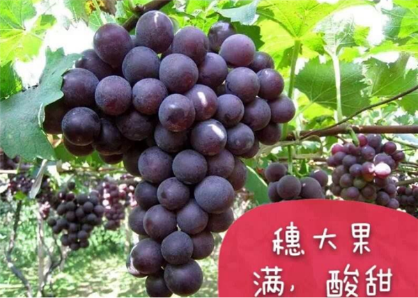 巨峰葡萄幾月份成熟，巨峰葡萄7月成熟8月上市