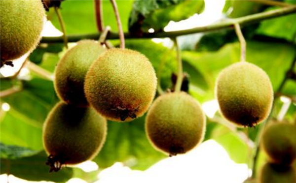 獼猴桃一天吃幾個(gè) 獼猴桃吃多了會(huì)腹瀉