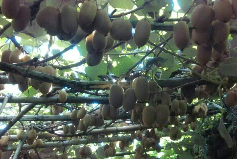 紅心獼猴桃種植技術:喜光怕高溫、土壤酸性