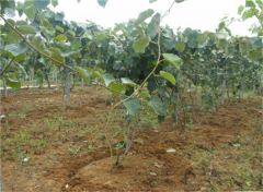 紅心獼猴桃種植技術(shù)：喜光怕高溫、土壤酸性