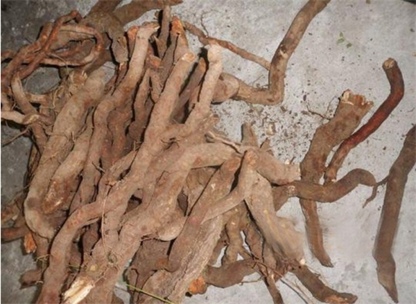 獼猴桃根泡水喝的功效 獼猴桃根治療的十種疾病