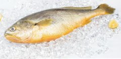 黃魚多少錢一斤，不同品種的黃魚價格都不等