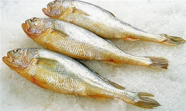 怎么挑選大黃魚(yú),區(qū)分海魚(yú)與養(yǎng)殖魚(yú)的三要素