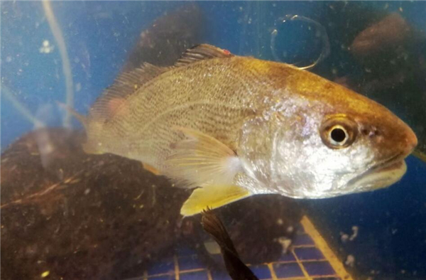 怎么挑選大黃魚(yú),區(qū)分海魚(yú)與養(yǎng)殖魚(yú)的三要素
