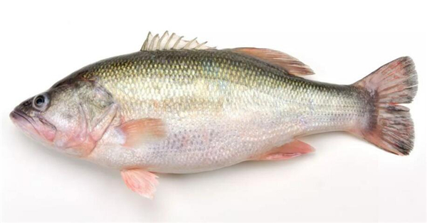 鱸魚是海魚嗎，鱸魚有海魚的品種