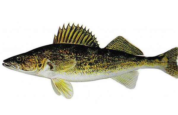 鱸魚是海魚嗎，鱸魚有海魚的品種
