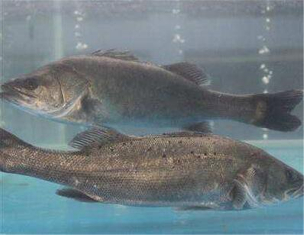 鱸魚圖片 鱸魚圖片大全 鱸魚品種大