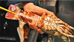 大龍蝦怎么洗圖解，大龍蝦活著放尿無異味