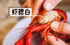 洗蝦粉洗過龍蝦能活嗎，洗過的龍蝦都表示奄奄一息生無可戀
