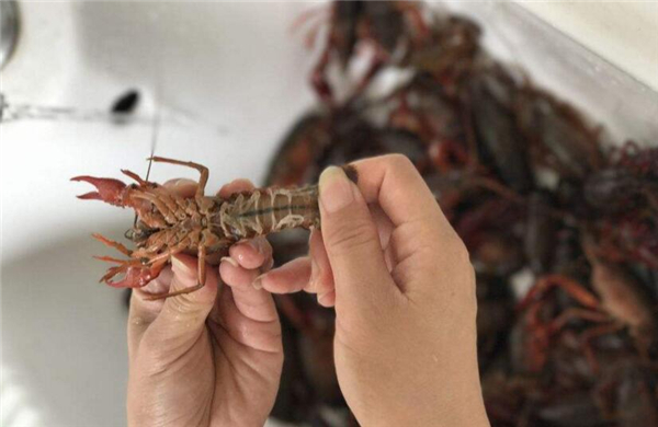 蝦尾怎么清洗，清洗蝦尾有兩方法