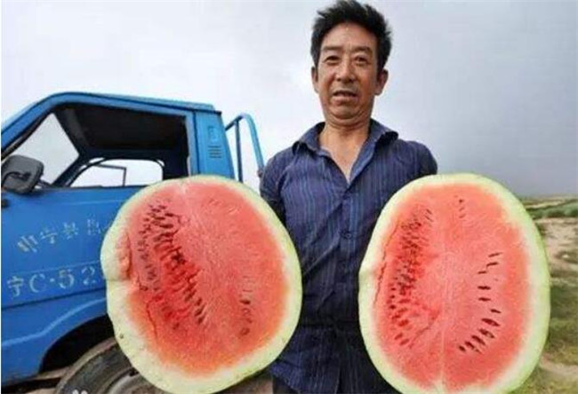 種西瓜什么品種好產量多，全國西瓜品種十大排行榜