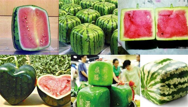 種西瓜什么品種好產量多，全國西瓜品種十大排行榜