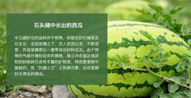 種西瓜什么品種好產量多，全國西瓜品種十大排行榜
