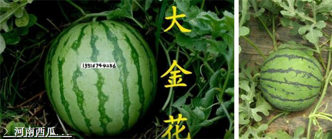 種西瓜什么品種好產量多，全國西瓜品種十大排行榜