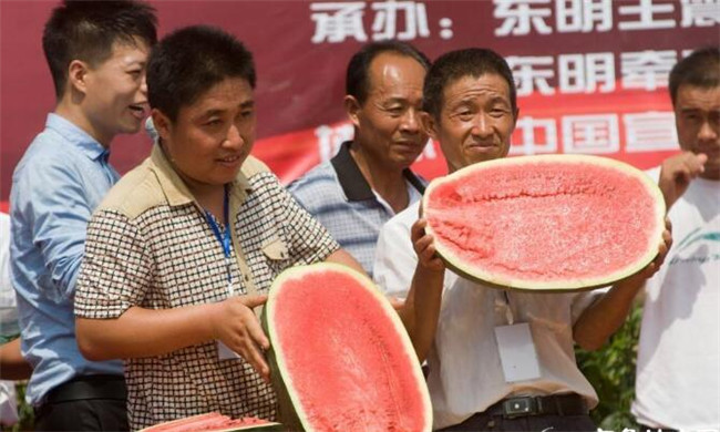 種西瓜什么品種好產量多，全國西瓜品種十大排行榜