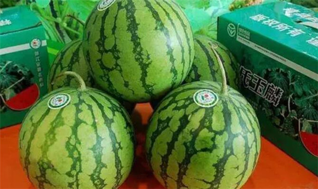 種西瓜什么品種好產量多，全國西瓜品種十大排行榜