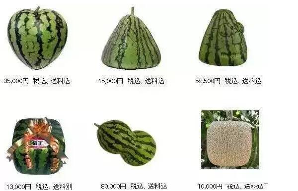 方形西瓜是怎么種出來的，方形西瓜是怎么種植的