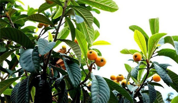 為什么家里不能栽枇杷(種枇杷樹招鬼)，種枇杷樹的忌諱