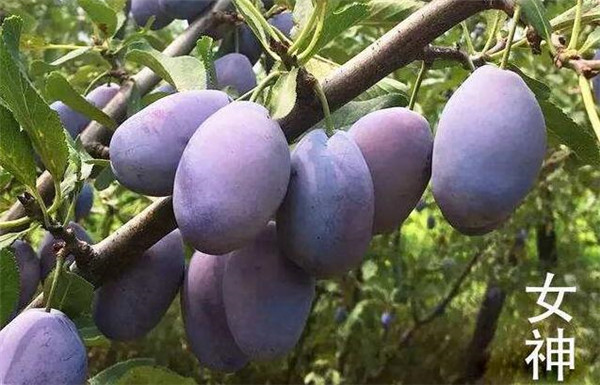 西梅的產地在哪里，四大西梅最好品種