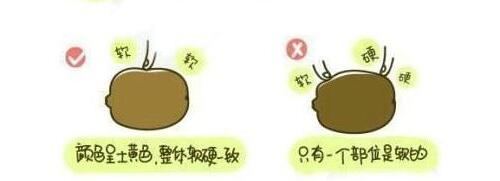 獼猴桃水果的正確吃法漫畫，最簡單的獼猴桃的吃法