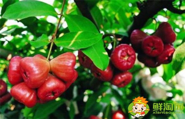 蓮霧產地在哪里，蓮霧產地有哪些地方