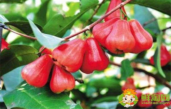 水果蓮霧的營(yíng)養(yǎng)價(jià)值高嗎(蓮霧的營(yíng)養(yǎng)價(jià)值是啥)，蓮霧的營(yíng)養(yǎng)價(jià)值及功效