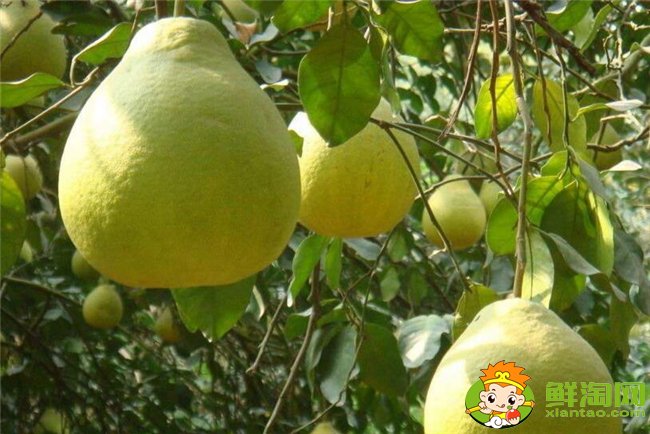 柚子在什么季節成熟最甜，不同柚子成熟的季節是幾月（7種）