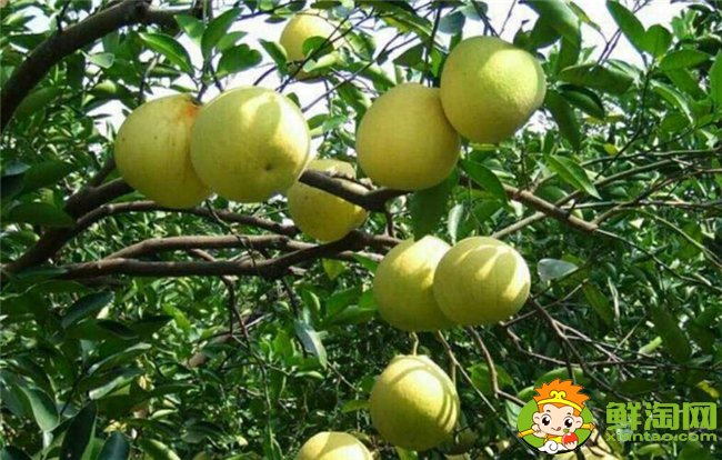 柚子在什么季節成熟最甜，不同柚子成熟的季節是幾月（7種）