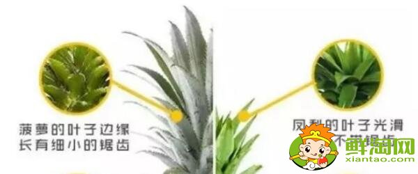 鳳梨和菠蘿的區別