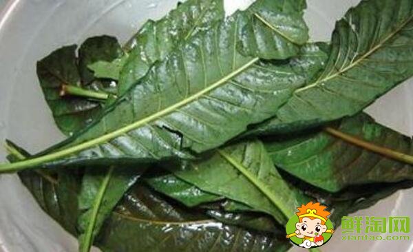枇杷葉的功效與作用，枇杷葉怎么煮水止咳
