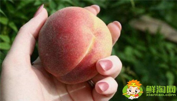 懷孕不能吃什么水果，懷孕能吃什么水果