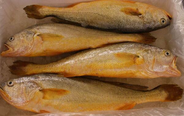 大黃魚和黃花魚的區(qū)別