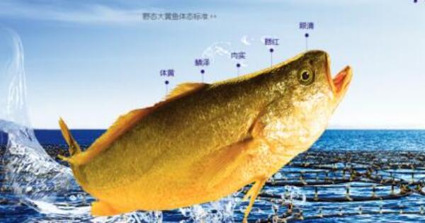 大黃魚和黃花魚的區(qū)別