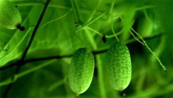 拇指西瓜怎么吃，拇指西瓜什么味道