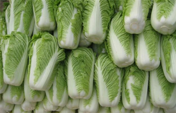 白菜屬于什么科，白菜屬于十字花科